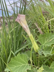 Datura