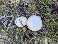 Lycoperdon excipuliforme