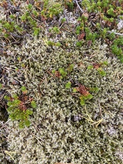 Racomitrium