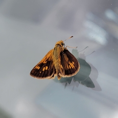 Polites peckius