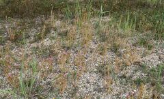 Centaurium littorale uliginosum