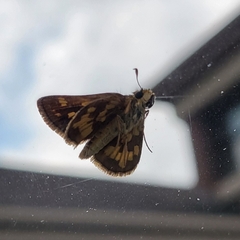 Polites peckius