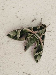 Daphnis nerii