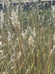 Bothriochloa barbinodis