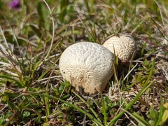 Lycoperdon excipuliforme