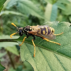 Polistes dominula