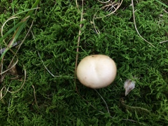 Clitocybe subditopoda