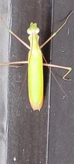 Mantis religiosa