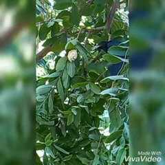 Eudynamys scolopaceus