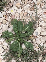Lactuca serriola