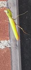 Mantis religiosa