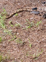 Agkistrodon contortrix