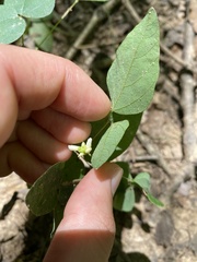 Amphicarpaea bracteata bracteata