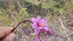 Epidendrum
