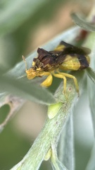 Phymata pennsylvanica