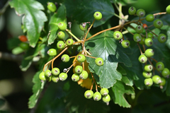 Scandosorbus intermedia