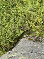 Gymnocarpium dryopteris
