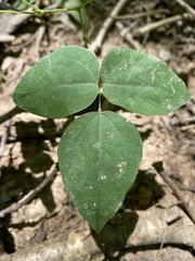 Amphicarpaea bracteata bracteata