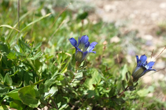 Gentiana calycosa
