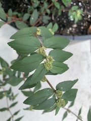 Euphorbia hirta
