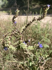 Anchusa officinalis