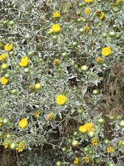 Grindelia squarrosa