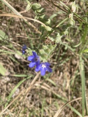 Anchusa officinalis