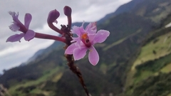 Epidendrum