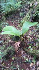 Verschaffeltia splendida