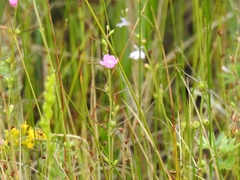 Agalinis purpurea
