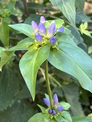 Gentiana clausa