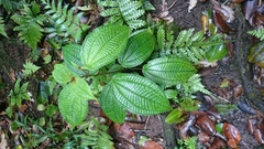 Miconia crenata