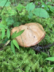 Suillus weaverae