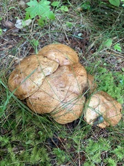 Suillus weaverae