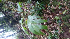 Roscheria melanochaetes