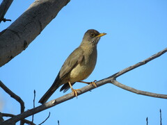 Turdus falcklandii