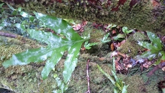 Polypodiopsida