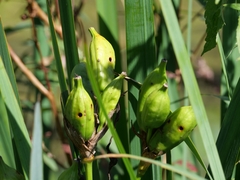 Mononychus punctumalbum