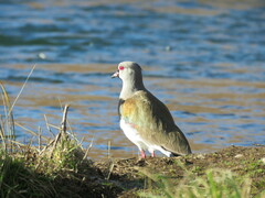 Vanellus chilensis