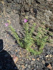 Chamaenerion dodonaei