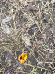 Zephyranthes tubispatha