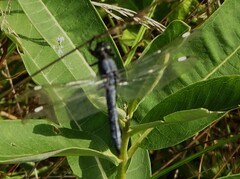 Libellula cyanea