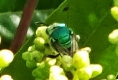 Augochloropsis metallica