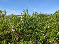 Salix phylicifolia