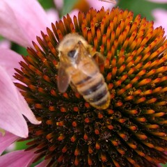 Apis mellifera