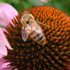 Apis mellifera