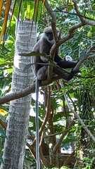 Semnopithecus vetulus