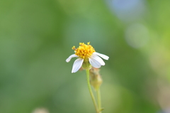 Bidens alba