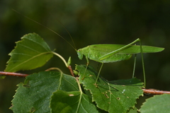 Phaneroptera falcata
