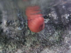 Actinia mediterranea